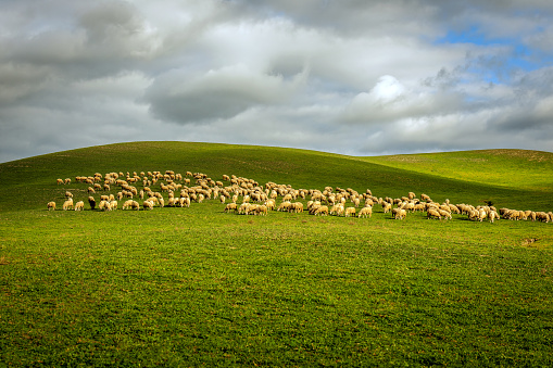 Herd of sheep on a Tuscan fields in  Tuscany,Italy, Europe. Nikon D3x, full frame, XXXL.
