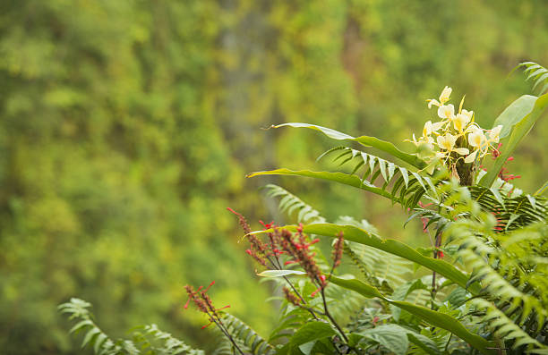 jengibre amarillo creciendo en el parque estatal lush akaka falls de hawái - hawaii islands big island waterfall nobody fotografías e imágenes de stock