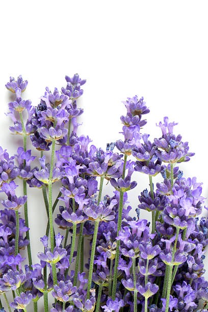 istock bunch of lavender isolated on white 638299892