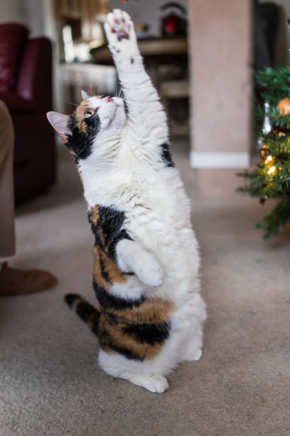 istock Calico cat standing up on hind legs for treat 638302730