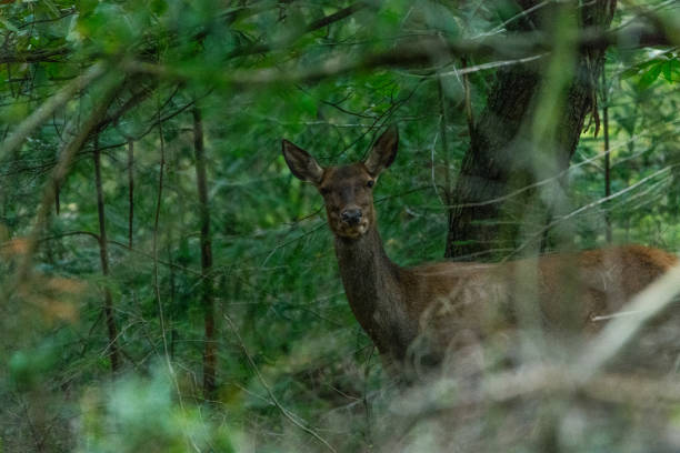 istock Portrait of a red deer 638302736