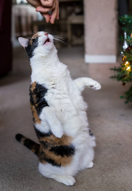 istock Calico cat standing up on hind legs for treat 638302756