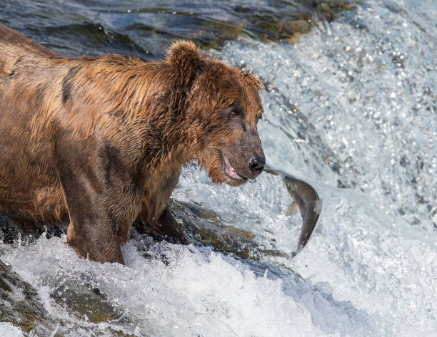 istock Bear and Salmon Face to Face 638302970