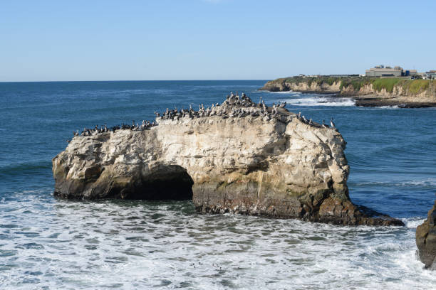 istock Herd of birds on Natural Brides rock 638304282