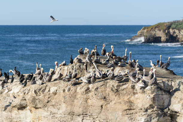 istock Herd of birds on Natural Brides rock 638304294
