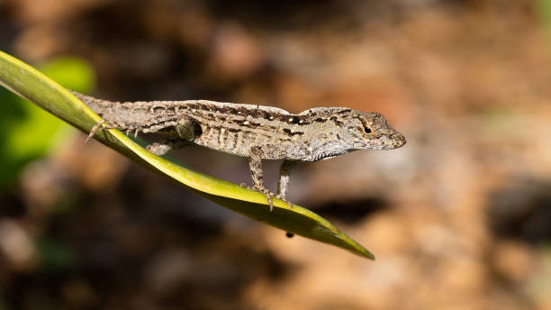 Lizard on a leaf, looks like wind surfing Lizard on a leaf, looks like wind surfing, Florida, USA formal garden flower bed gardening vegetable garden stock pictures, royalty-free photos & images