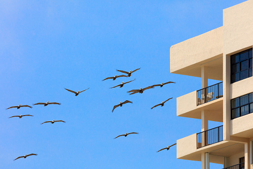 Swarm of pelicans flying around a house, Florida