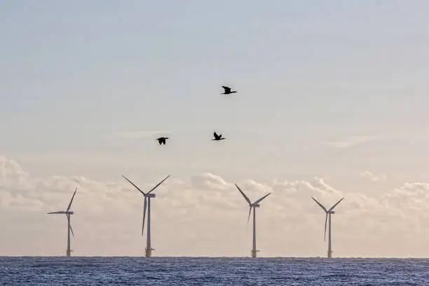 A trio of birds silhouetted as they fly in front of an offshore wind farm. Symbolic of ecological concern and nature friendly clean energy.