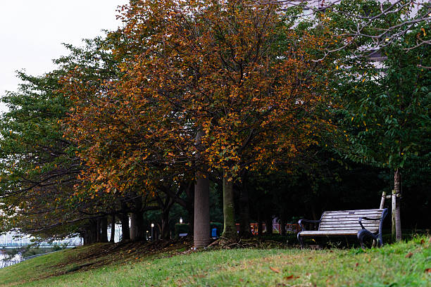 istock Tokyo autumn leaves 638306610