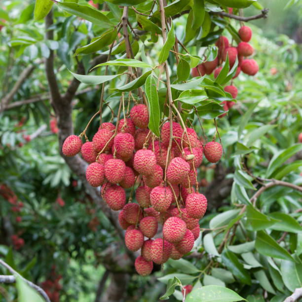 istock Big bunch of ripe red lychees hanging down from the 638307338
