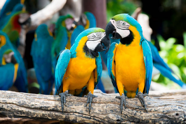 istock Pair of blue-and-yellow macaws perching at wood branch 638308094