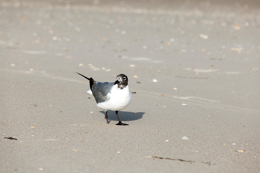 handicapped seagull with lost feet at the beach