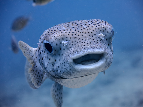 An underwater image of a Porcupine fish (Diodon hystox) which is a type of puffer fish.  The name comes from their ability to puff their venomous spines up as a defence mechanism, if threatened.  They are also known as Balloonfish.  These fish are known to be very friendly with and curious of, scuba divers.  Image taken whilst scuba diving in the Andaman Sea, Thailand.