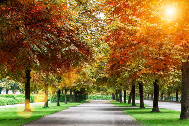 istock Beautiful autumn trees in park with sun flare. 638311872