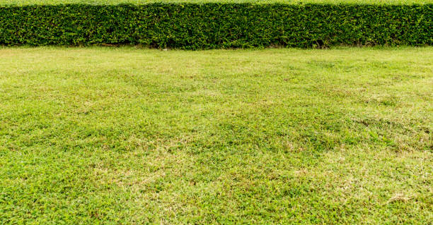 istock Green grass and trimmed plants 638312206
