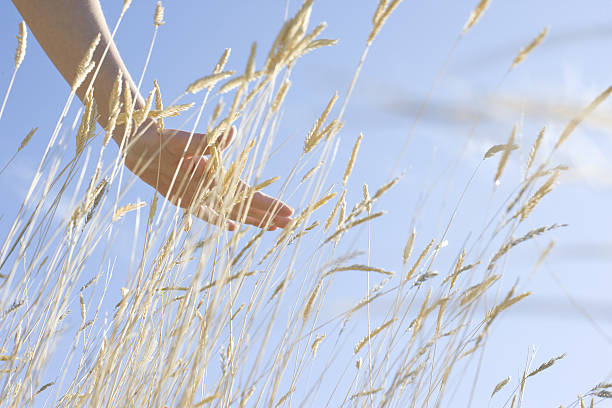 hand gliding over wheat in field - wheat freedom abundance human hand imagens e fotografias de stock