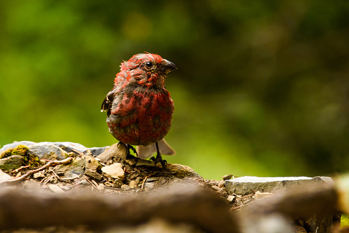 An adult male house finch perched on a rock, slightly wet from rain.  His bright, vibrant colors come from the berries of his diet.  Captured at Glacier National Park in Fall of 2016, in the Many Glacier region.