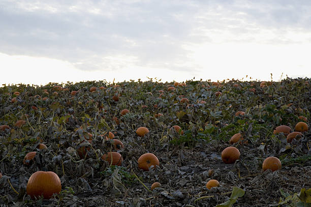 istock View of pumpkin orchard at sunset 638313236