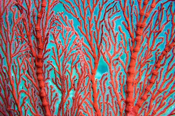 istock Red fan coral close up 638313308
