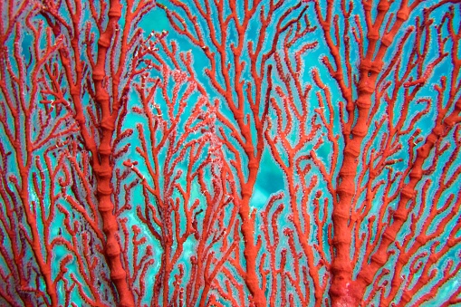 Close up of red fan coral