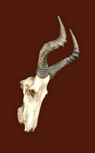 istock Animal Skull Isolated on Dark Brown Background 638313592