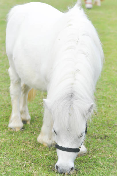 istock white horse's eating some grass on the farm 638313644