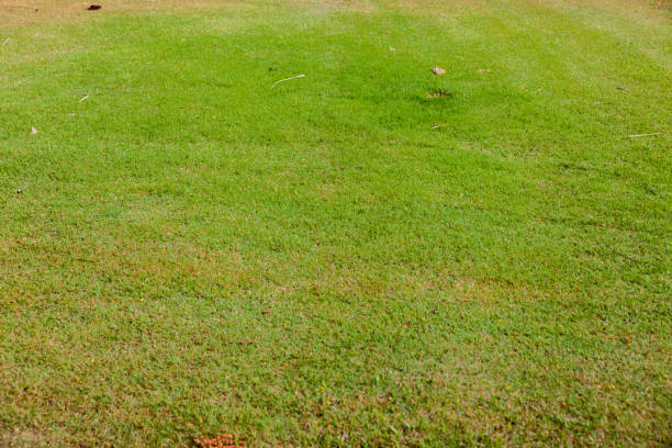 istock green grass in the park 638314282