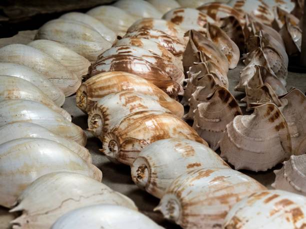 istock Set  of  sea shells arrangement 638314444