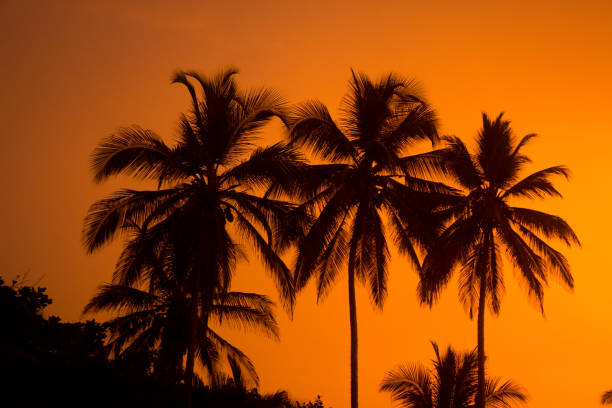 Palm trees silluete and sunset with orange sky