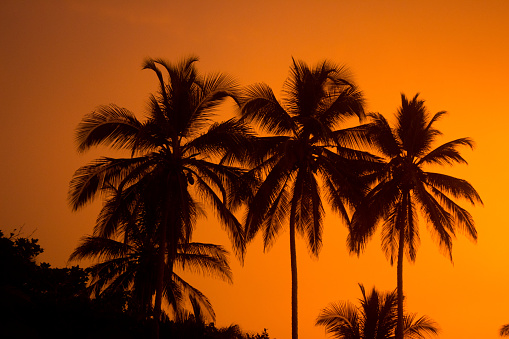 Palm trees silluete and sunset with orange sky