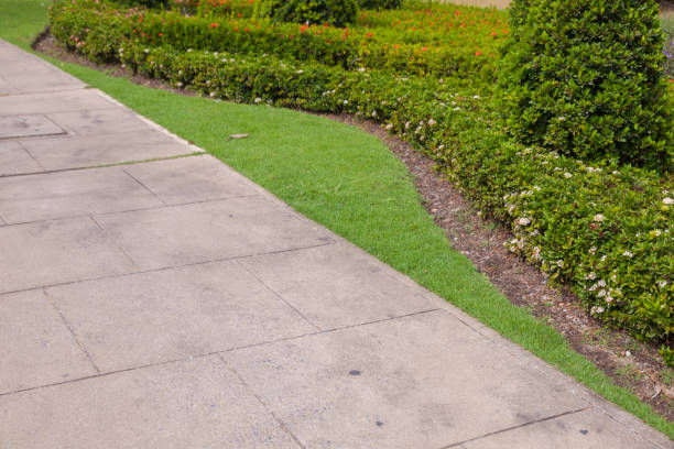 istock green bush in the park 638315314