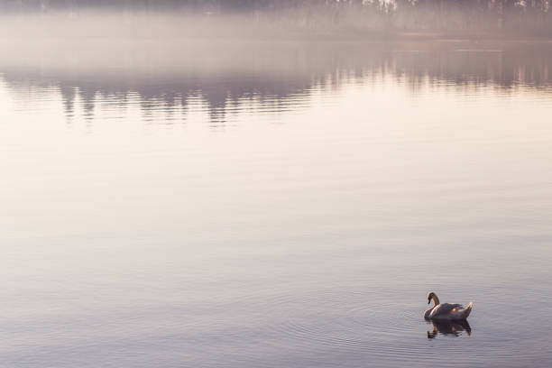 istock Sunrise at Bodensee lake in Germany 638317150