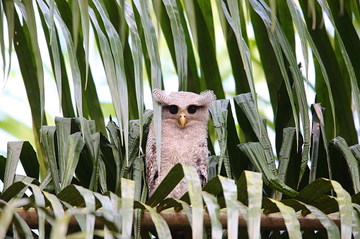 Barred eagle-owl basy in Thailand
