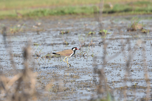 Birds at Bombay Hook National Wildlife Refuge, Smyrma, Delaware, USA