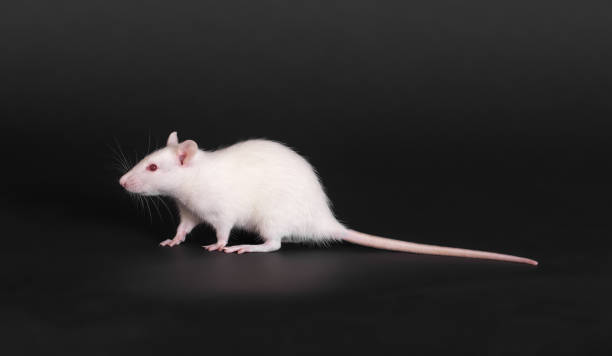 istock white domestic rat 638317946