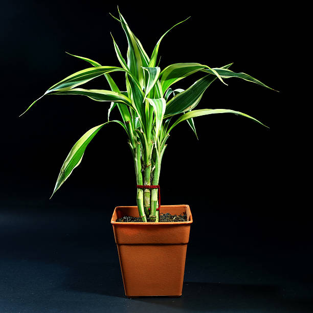 istock indoor plants in plastic pot on black background 638317970