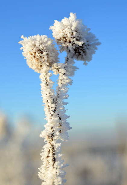 istock Hoarfrost on thistle flower close up. 638318112