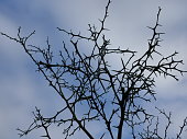 Tree with thorns