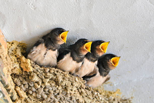 des hirondelles - birdhouse birds nest animal nest house photos et images de collection