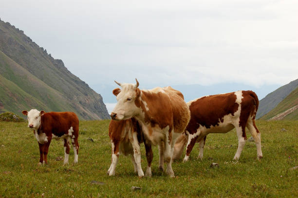istock Cows graze on a green pasture in the mountains. 638319754