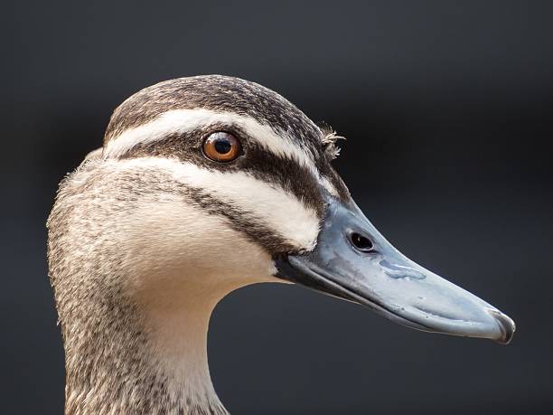 istock Close-up portrait of wild duck 638320258
