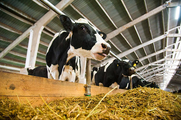 коровы на ферме. молочные коровы - cattle shed cow animal стоковые фото и изображения