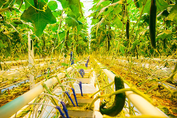 istock Cucumbers ripening in greenhouse 638320792