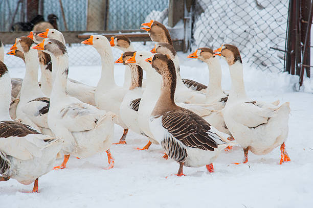 istock White geese in the snow 638320988