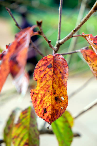 istock Leaf sear dry red yellow on branch 638321376