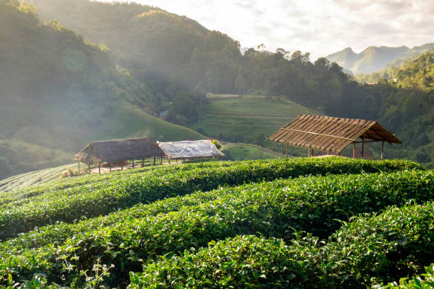 istock Tea plantation thatched pavilion in morning 638322812
