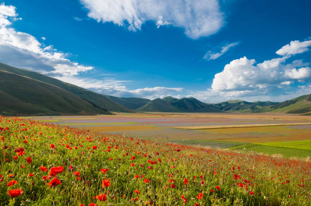istock Field of poppies 638328012