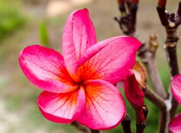 istock Plumeria folwer thailand 638328558