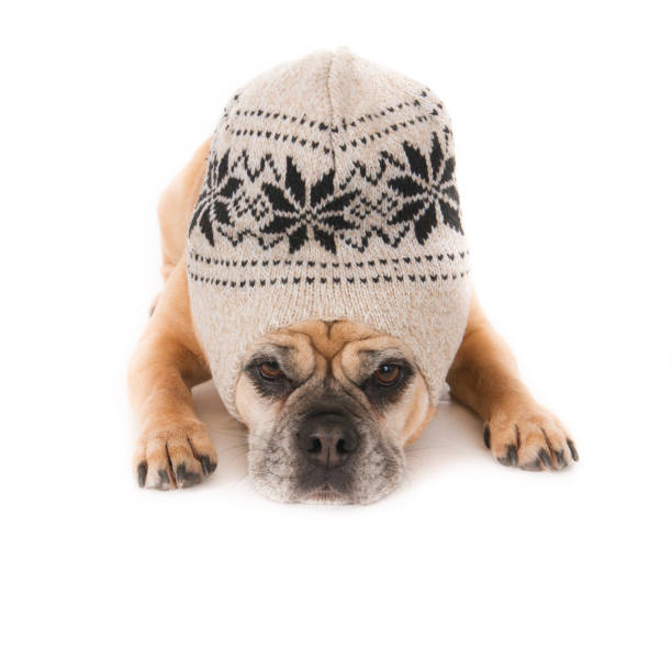 istock Pug dog with woolly hat 638328826