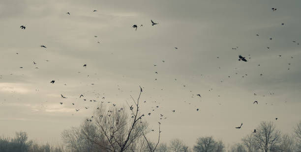 istock Flock of Birds 638329282